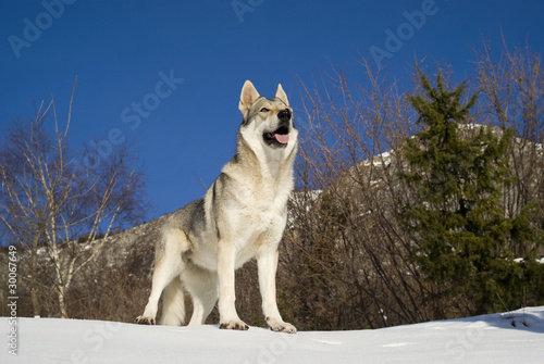 Czechoslovakian Wolfdog Uk