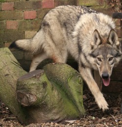 Czechoslovakian Wolfdog Uk