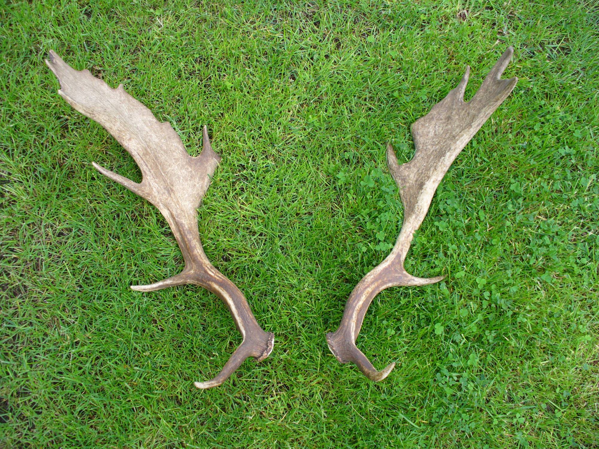 Deer Antlers