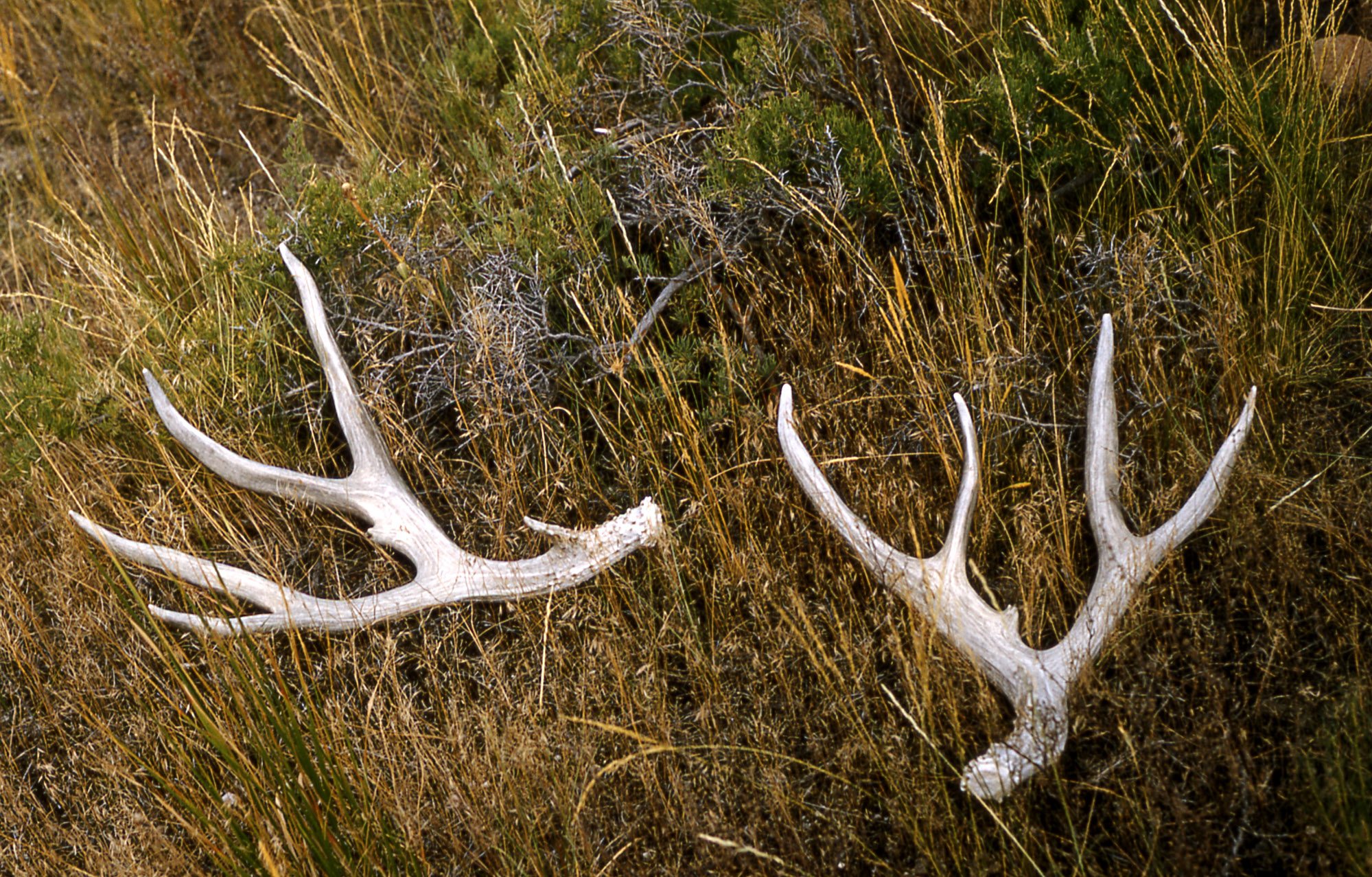 Deer Antlers