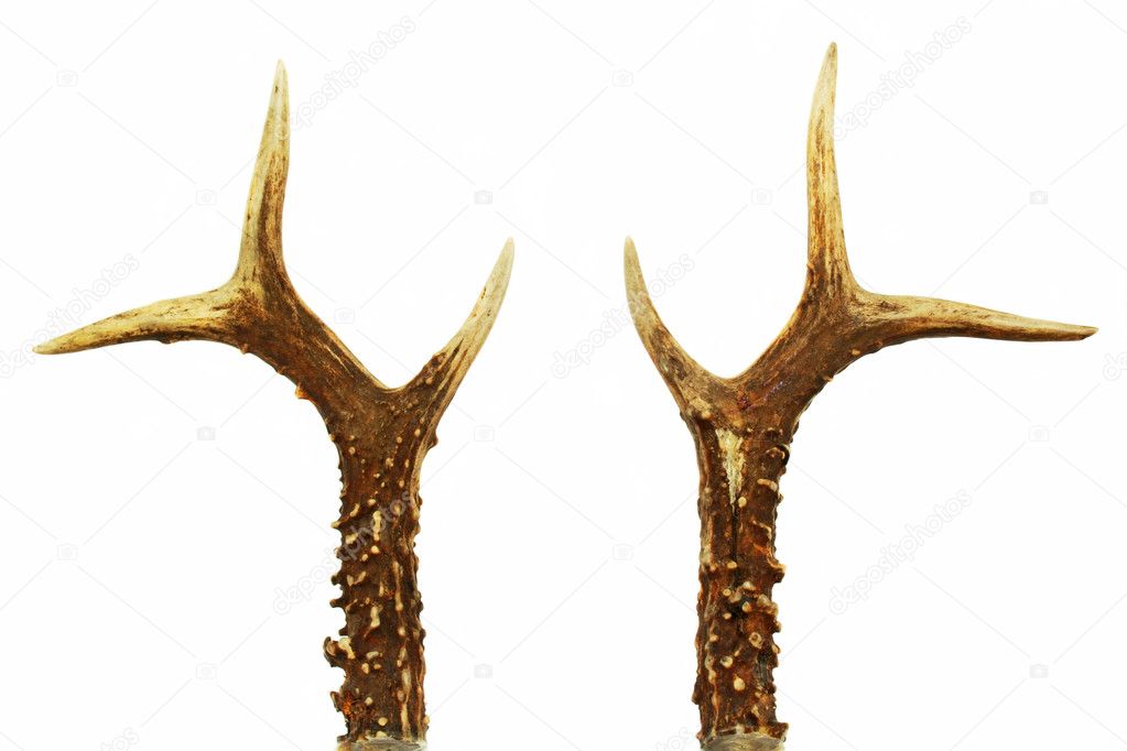 Deer Antlers