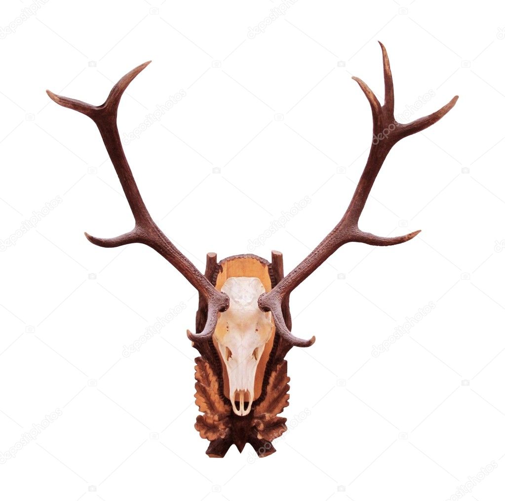 Deer Antlers