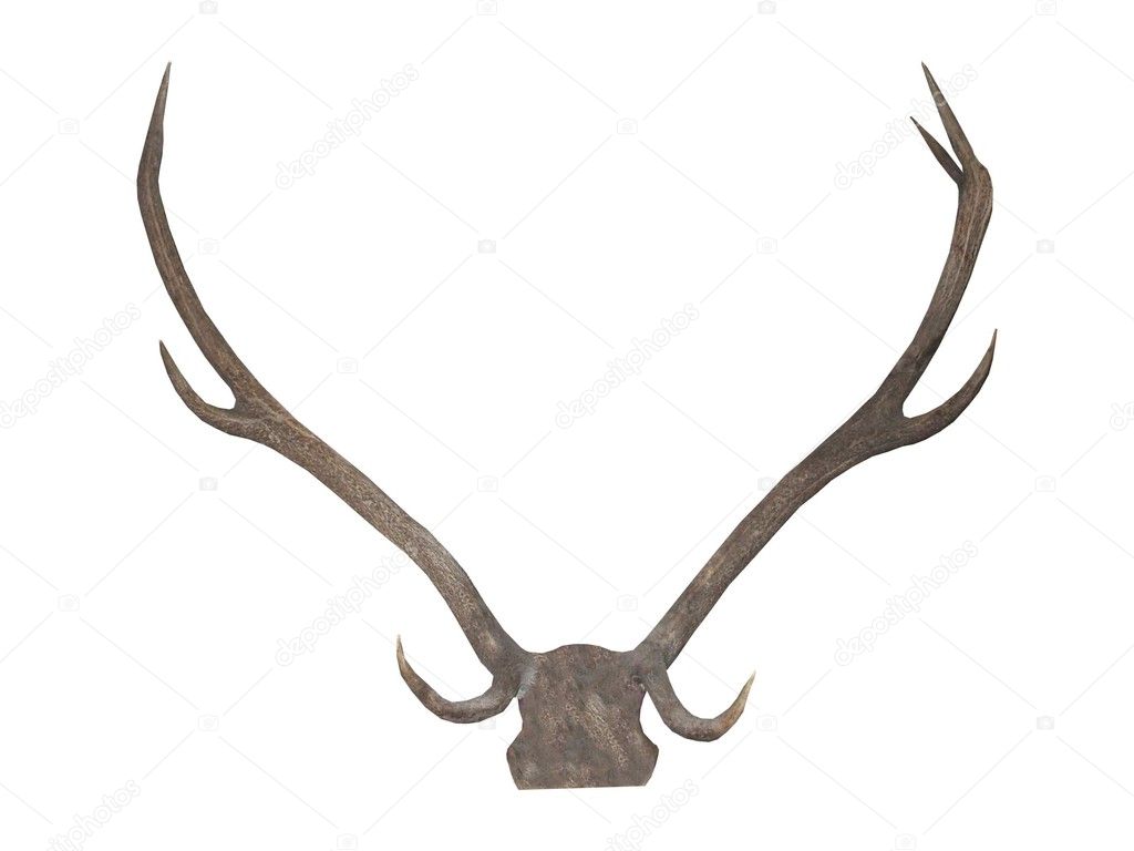 Deer Antlers