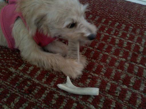 Deer Antlers For Dogs To Chew