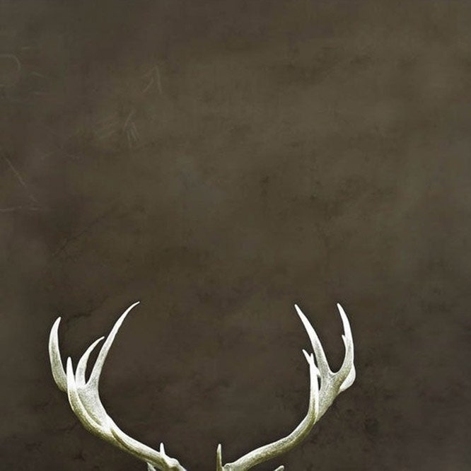 Deer Antlers For Sale Canada