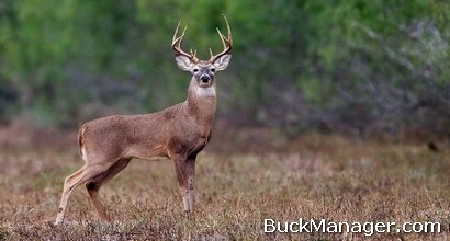 Deer Antlers For Sale Texas