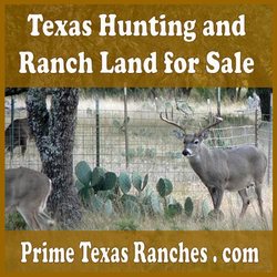 Deer Antlers For Sale Texas