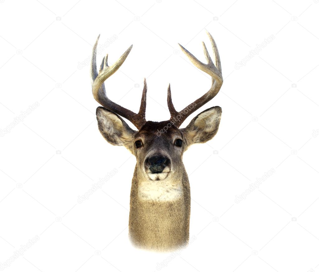 Deer Head