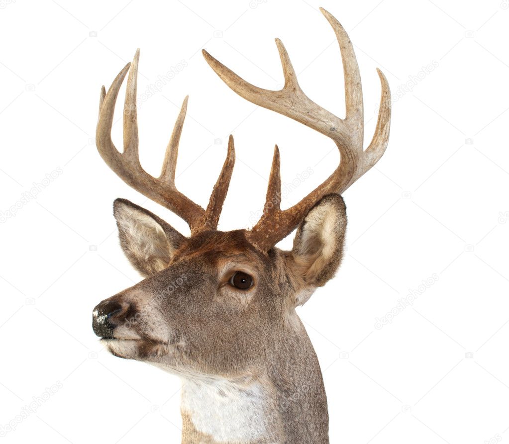 Deer Head