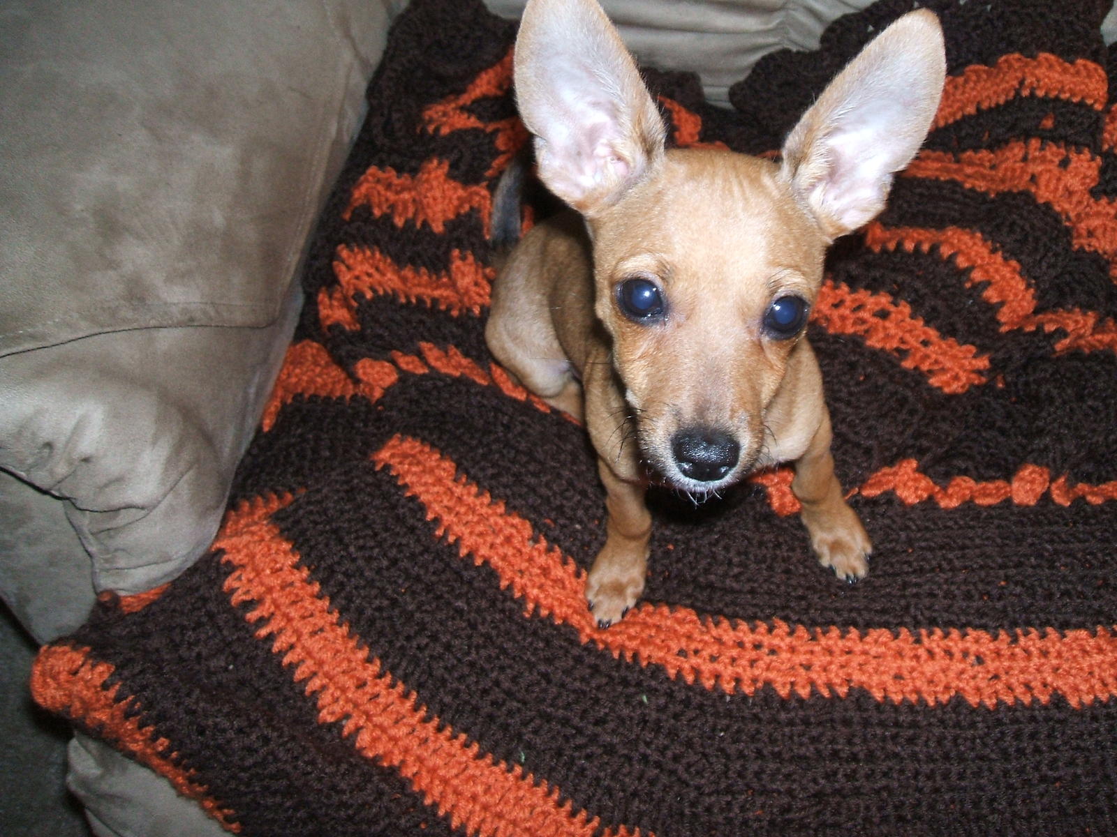 Deer Head Chihuahua For Sale