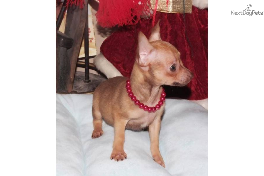 Deer Head Chihuahua For Sale