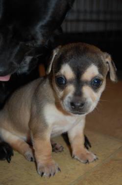 Deer Head Chihuahua For Sale