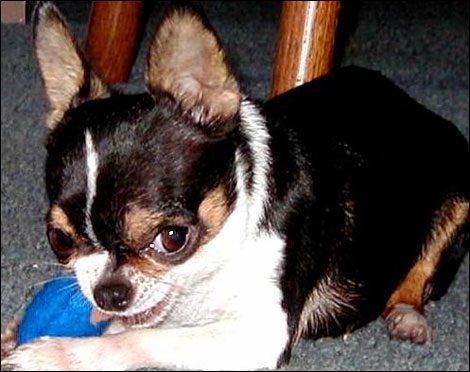 Deer Head Chihuahua Puppies