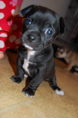 Deer Head Chihuahua Puppies