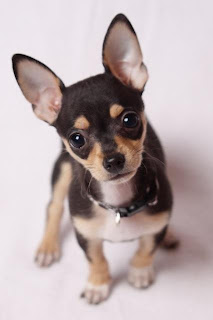 Deer Head Chihuahua Puppies