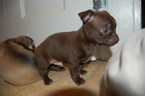 Deer Head Chihuahua Puppies