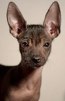 Deer Head Chihuahua Wiki