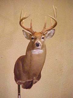 Deer Head Mounts Forms