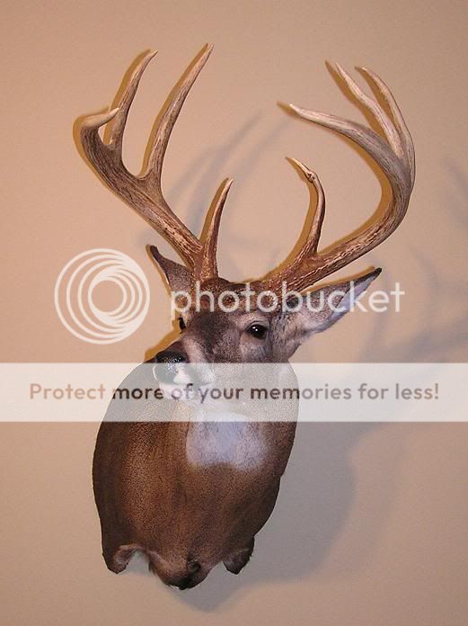 Deer Head Mounts Forms