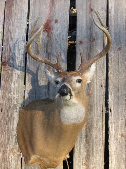 Deer Head Mounts Poses