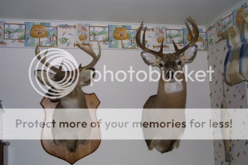 Deer Head Mounts Positions