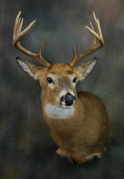 Deer Head Mounts Positions