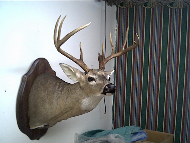 Deer Head Mounts Positions