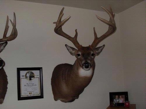 Deer Head Mounts Semi Sneak