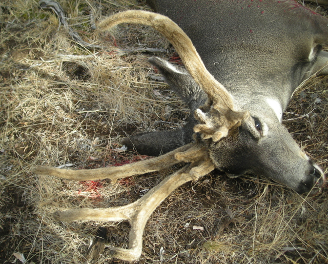 Deer Head Mounts Semi Sneak