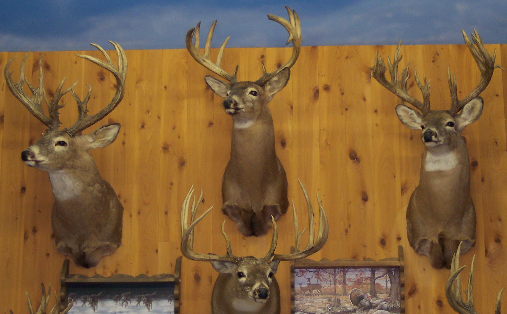 Deer Head Mounts Semi Sneak