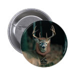 Deer Head Mounts Styles