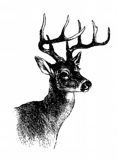 Deer Head Tattoo Pictures