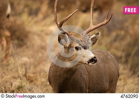 Deer Pictures In The Wild