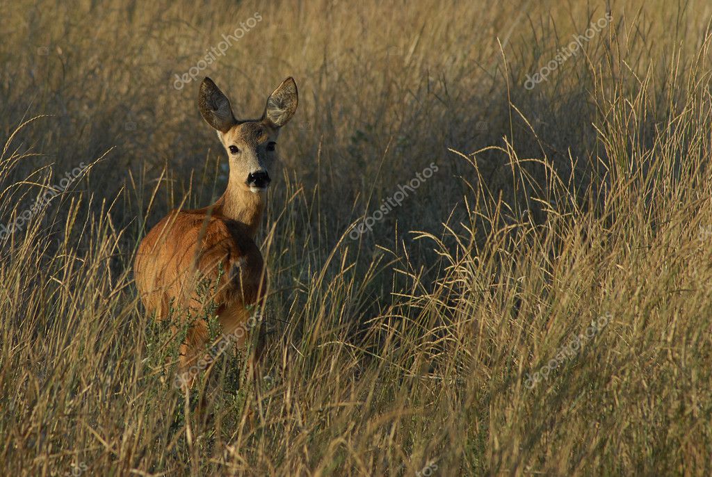 Deer Pictures In The Wild