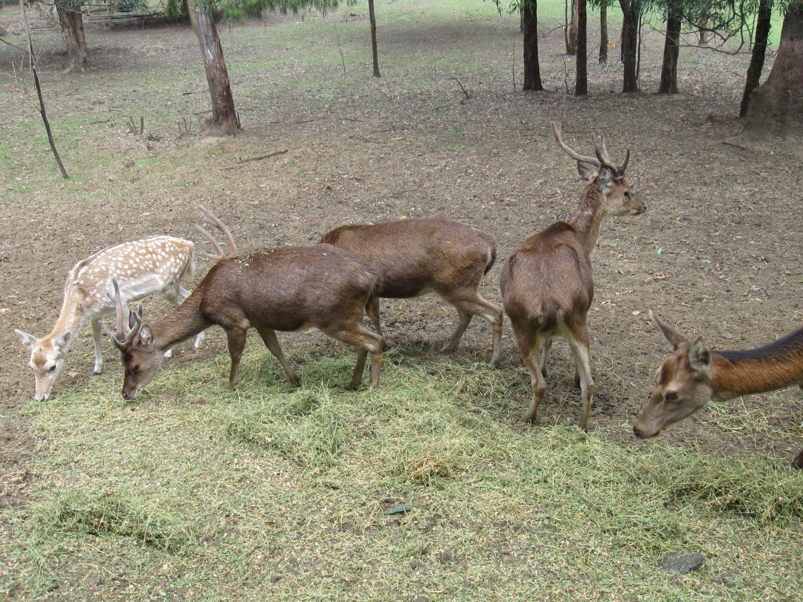 Deer Pictures In The Wild