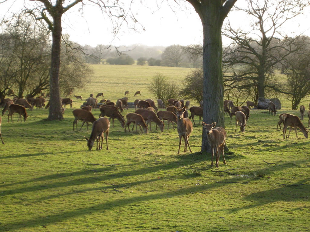 Deer Pictures In The Wild