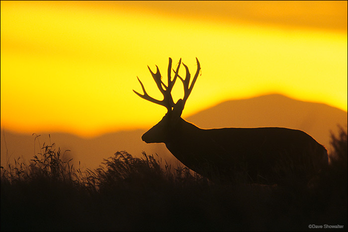 Deer Silhouette