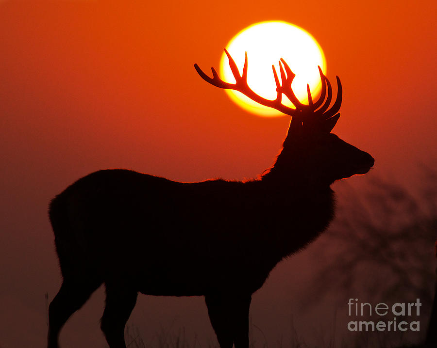 Deer Silhouette