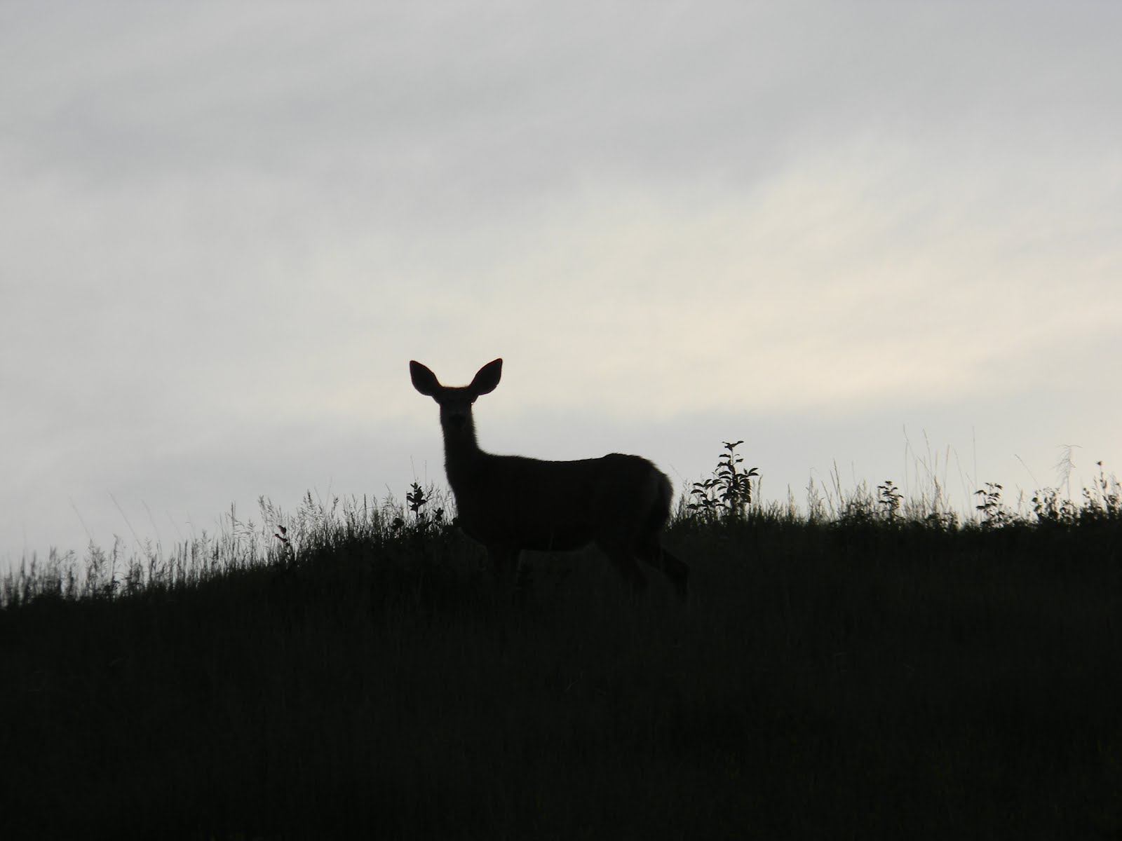 Deer Silhouette