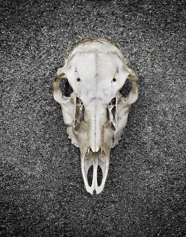 Deer Skull