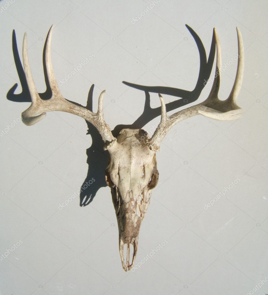 Deer Skull