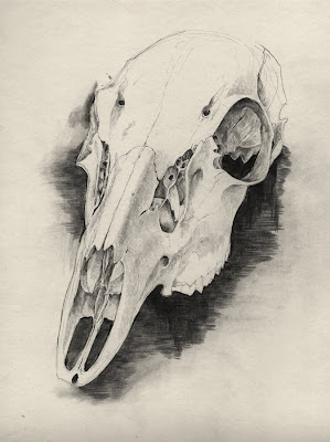 Deer Skull