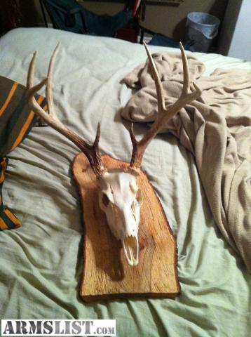 Deer Skull Mount For Sale