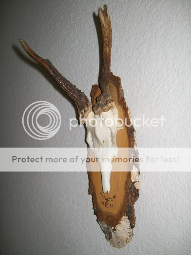 Deer Skull Mount For Sale