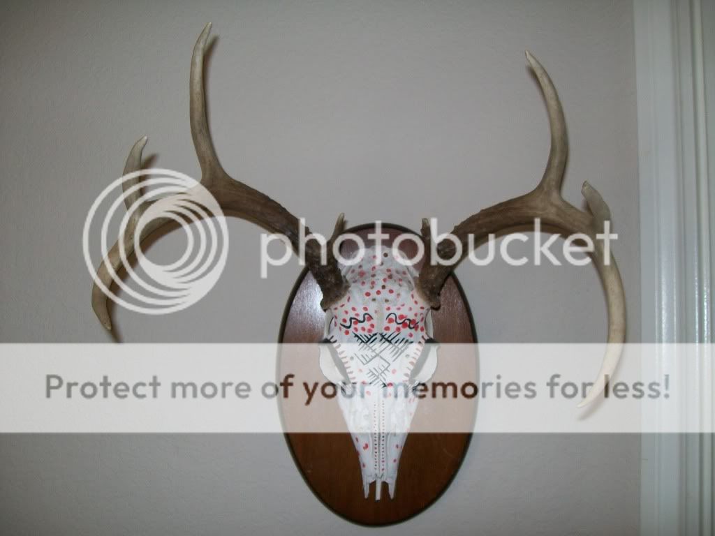 Deer Skull Mount For Sale