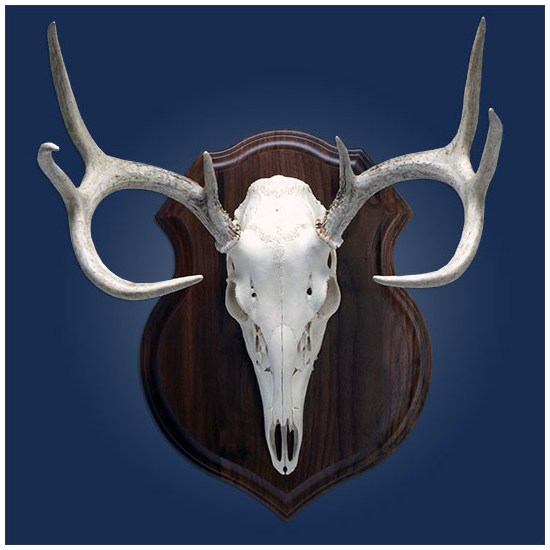 Deer Skull Mount Plaques