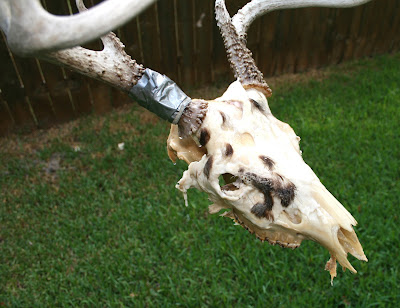 Deer Skull Mount Plaques