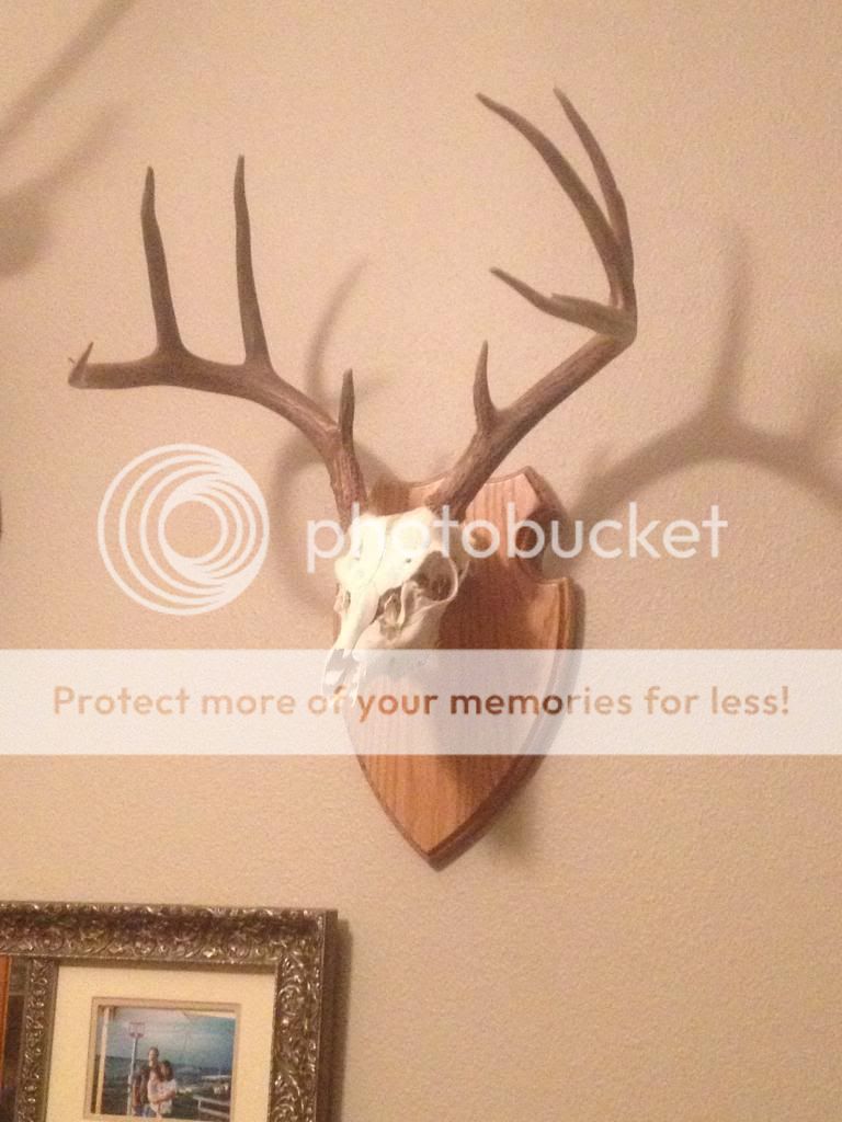 Deer Skull Mount Plaques