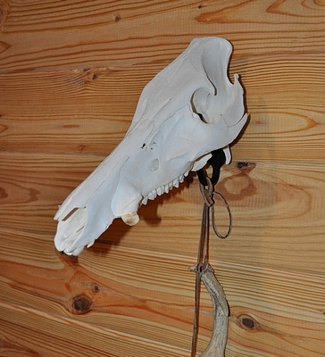 Deer Skull Mounting Brackets