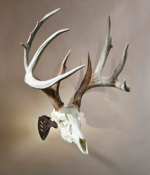 Deer Skull Mounting Brackets